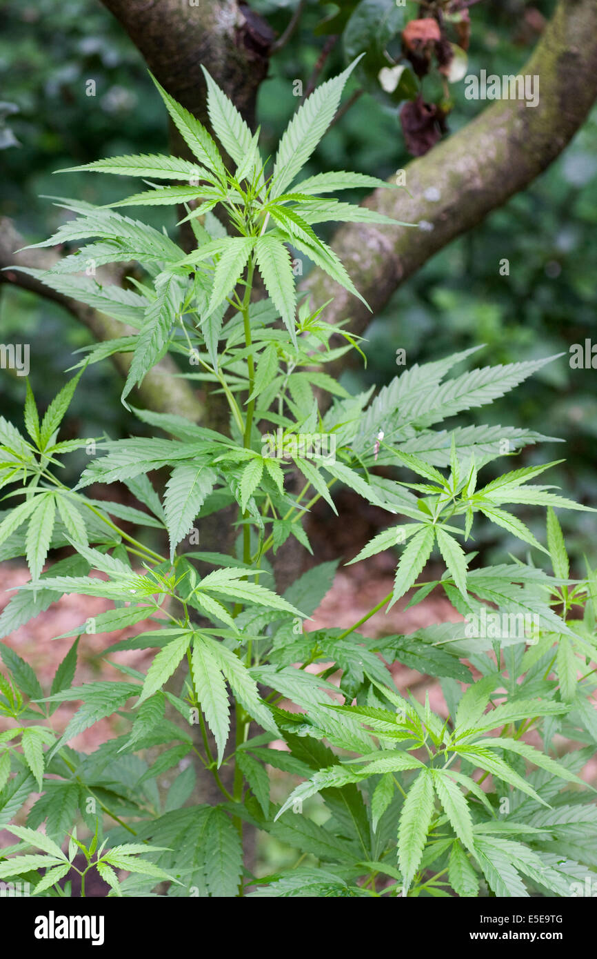 La marijuana (cannabis sativa) impianto crescente al di fuori Foto Stock