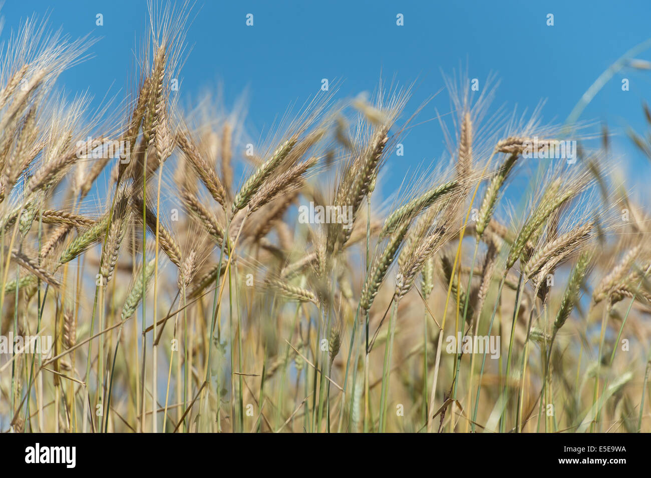 Campo di grano Foto Stock
