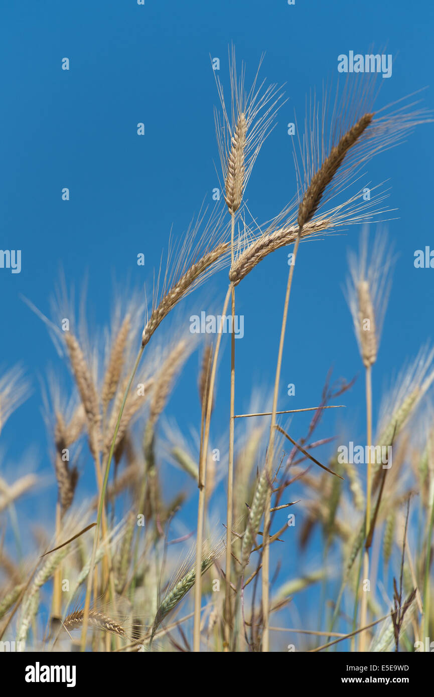 Campo di grano Foto Stock