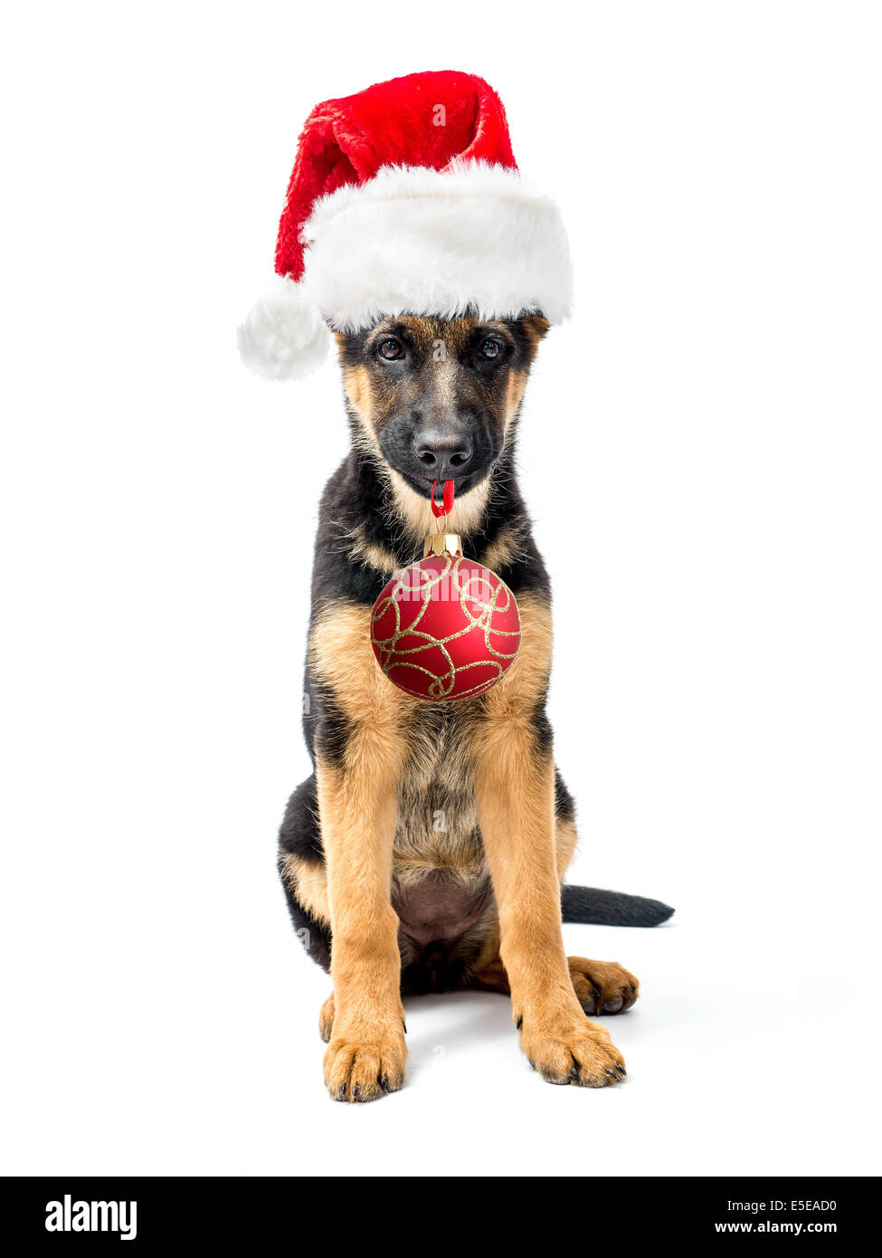 Pastore Tedesco cucciolo seduto e indossando red Santa clausola hat tenendo palla di Natale nella volata shot su bianco Foto Stock