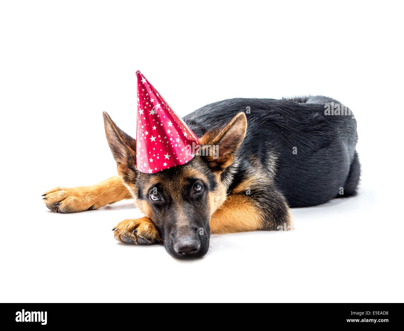 Pastore Tedesco cucciolo sdraiato indossando cono in carta party hat shot su bianco Foto Stock