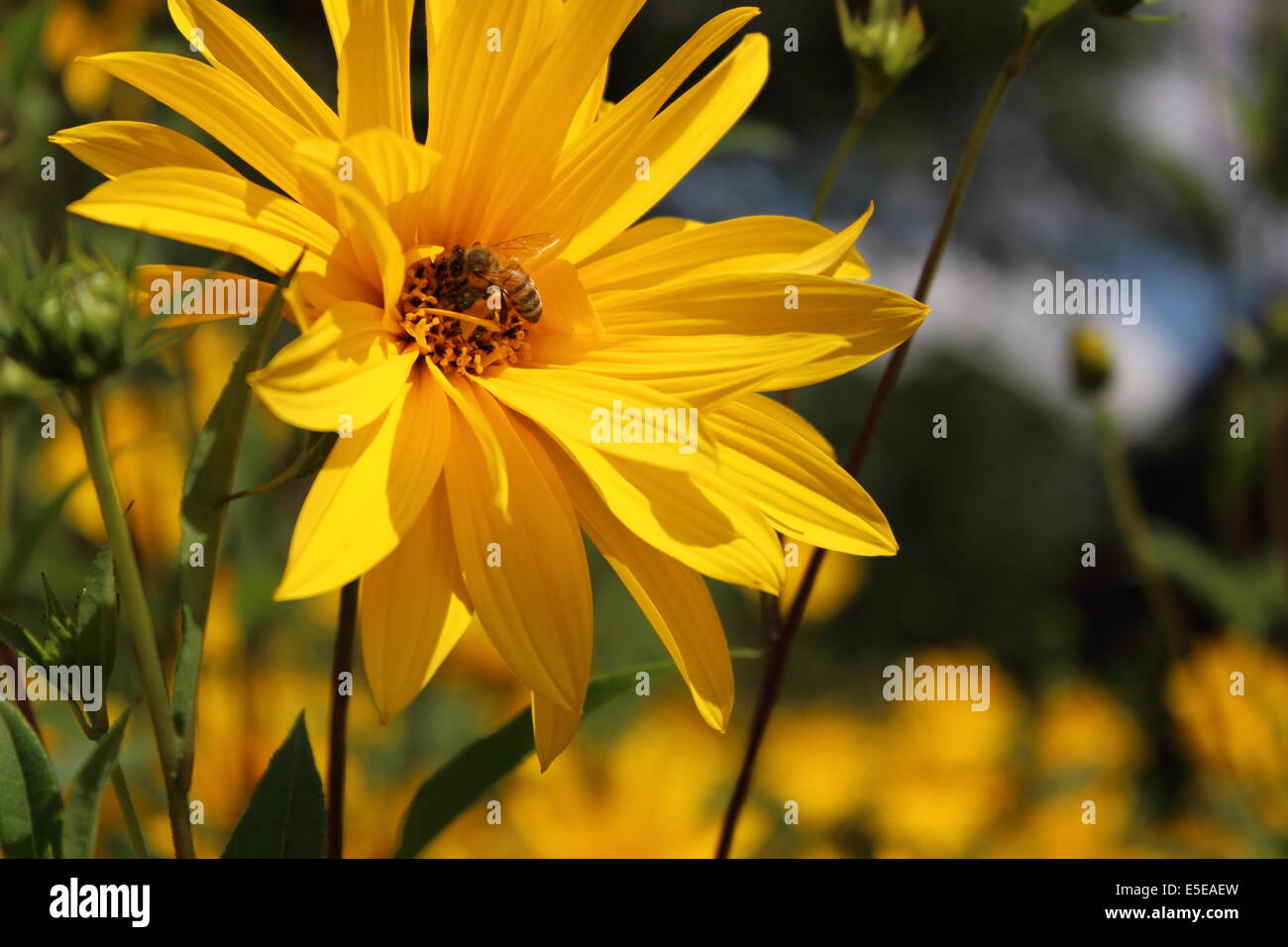 Il miele delle api sul fiore giallo Foto Stock