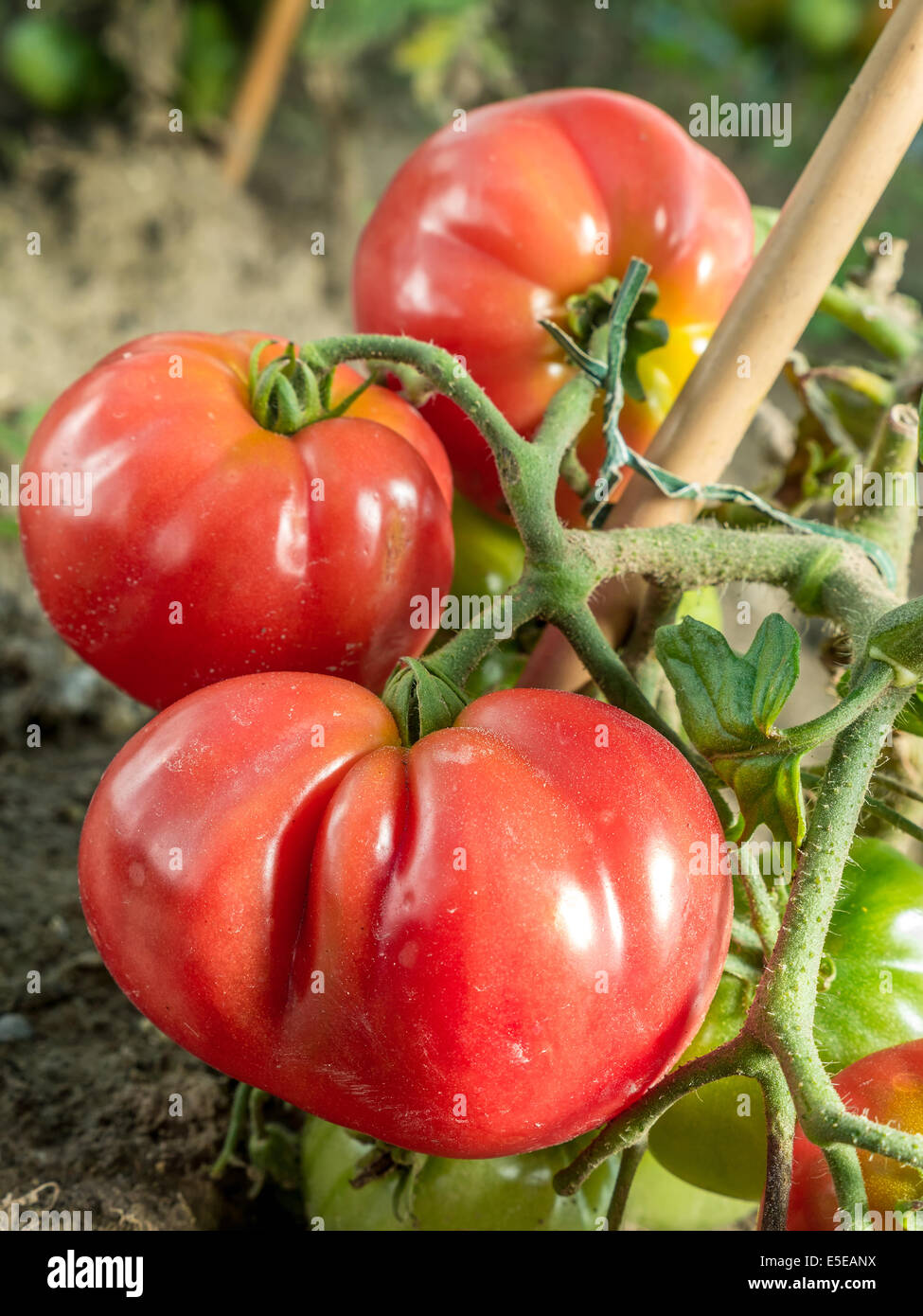 Grappolo di pomodori maturazione su un arbusto Foto Stock