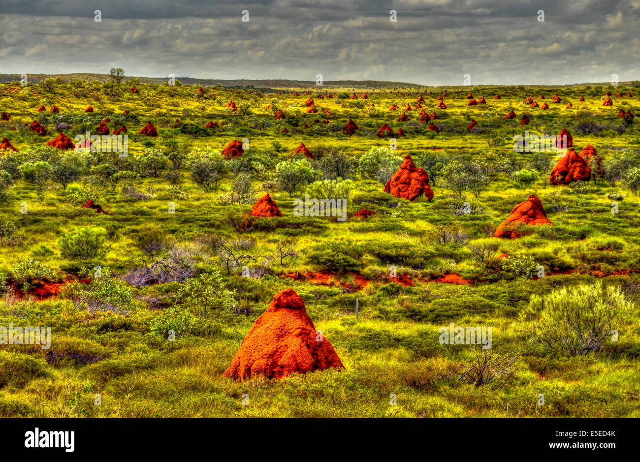 Australian termiti nidi Foto Stock