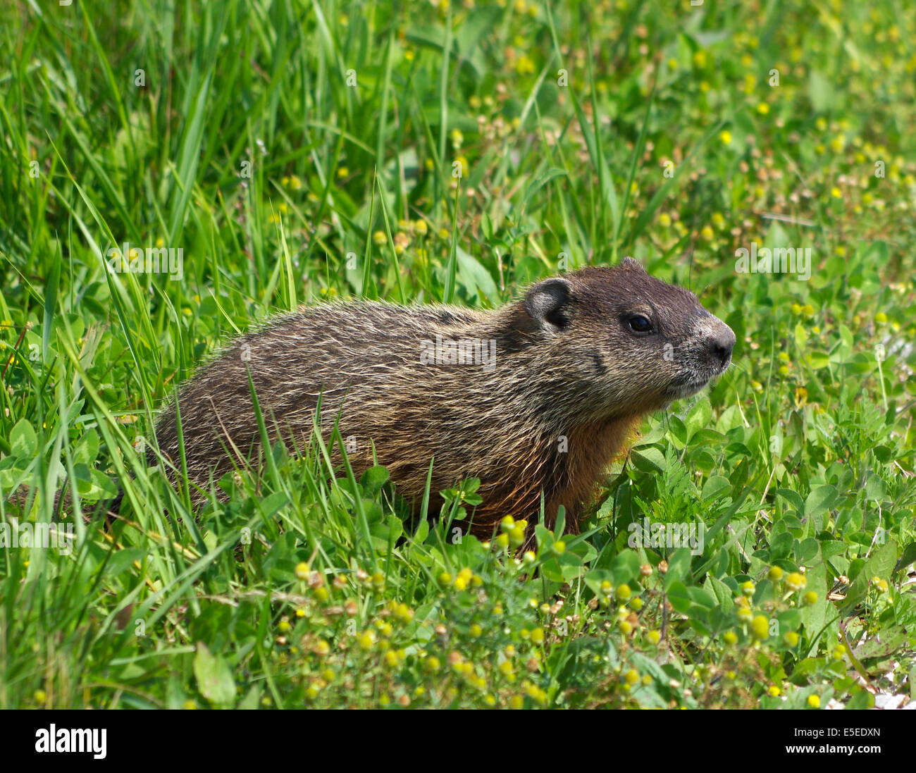 Woodchuck Groundhog Eastern Marmot, Marmota Monax Foto Stock
