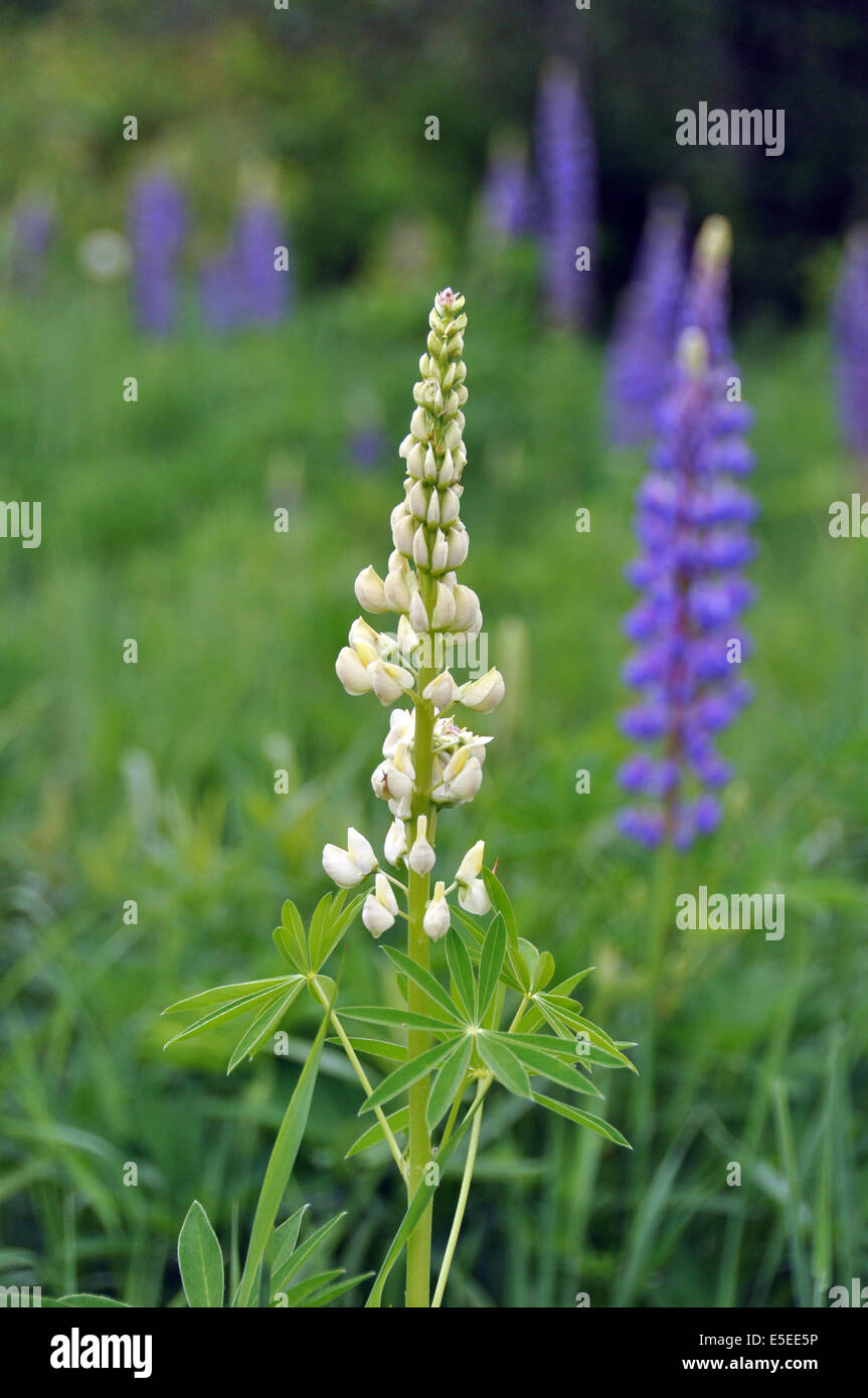 Lupino bianco fiore in Ontario del nord campo. Foto Stock