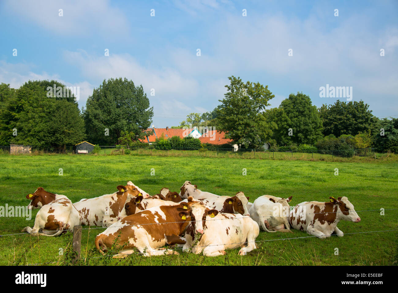 Un gruppo di marrone/bianco le vacche in un campo Foto Stock