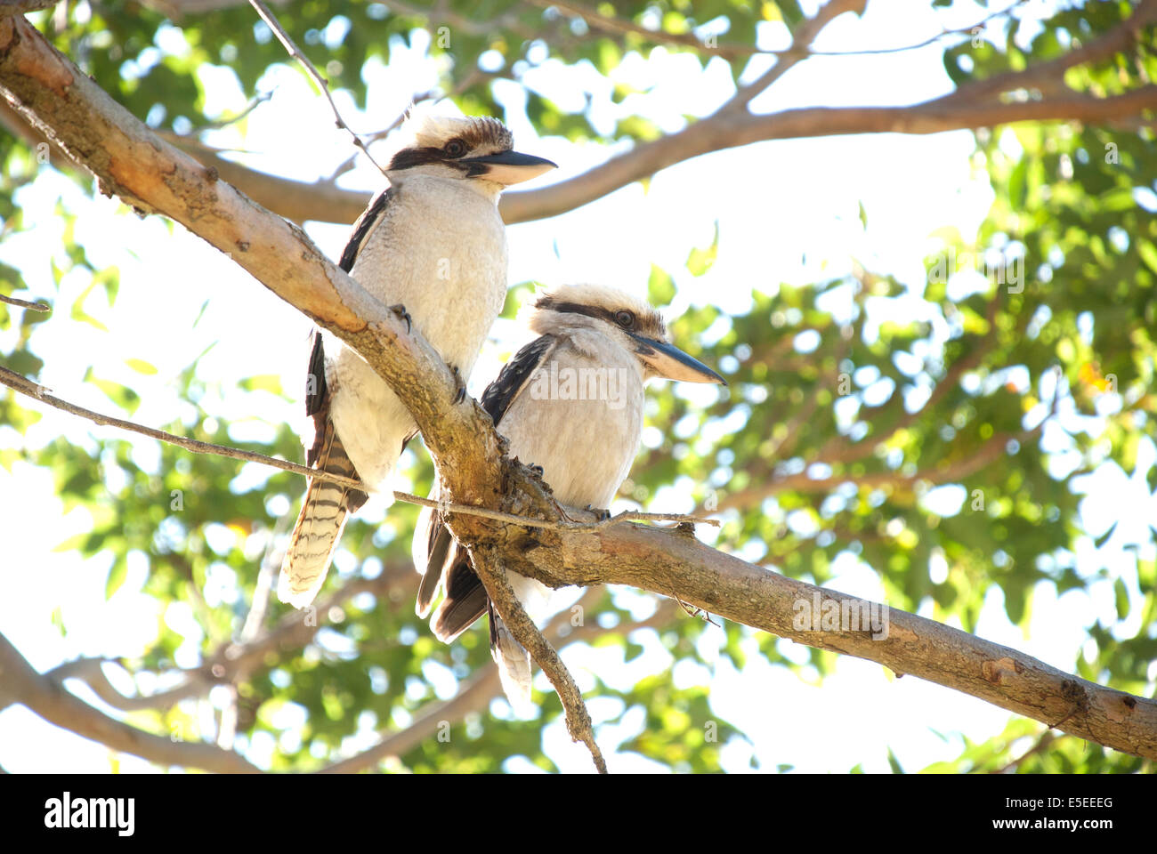 Due Kookaburras seduto in un albero, Sydney, Australia Foto Stock