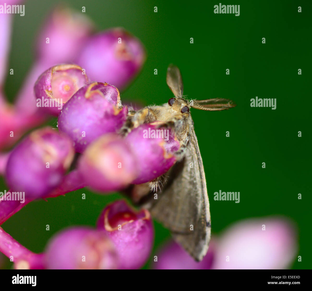 Macro vista superiore del Gypsy Moth appesi Medinella magnifica fiore ; messa a fuoco selettiva a occhio con blur sullo sfondo Foto Stock