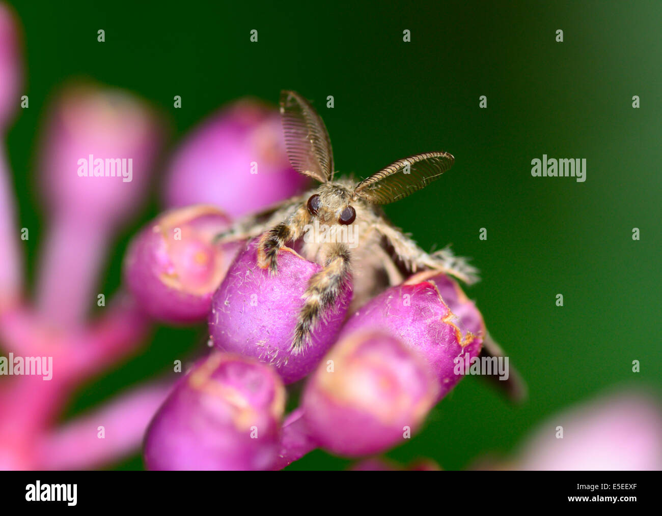 Macro vista superiore del Gypsy Moth appesi Medinella magnifica fiore ; messa a fuoco selettiva a occhio con blur sullo sfondo Foto Stock