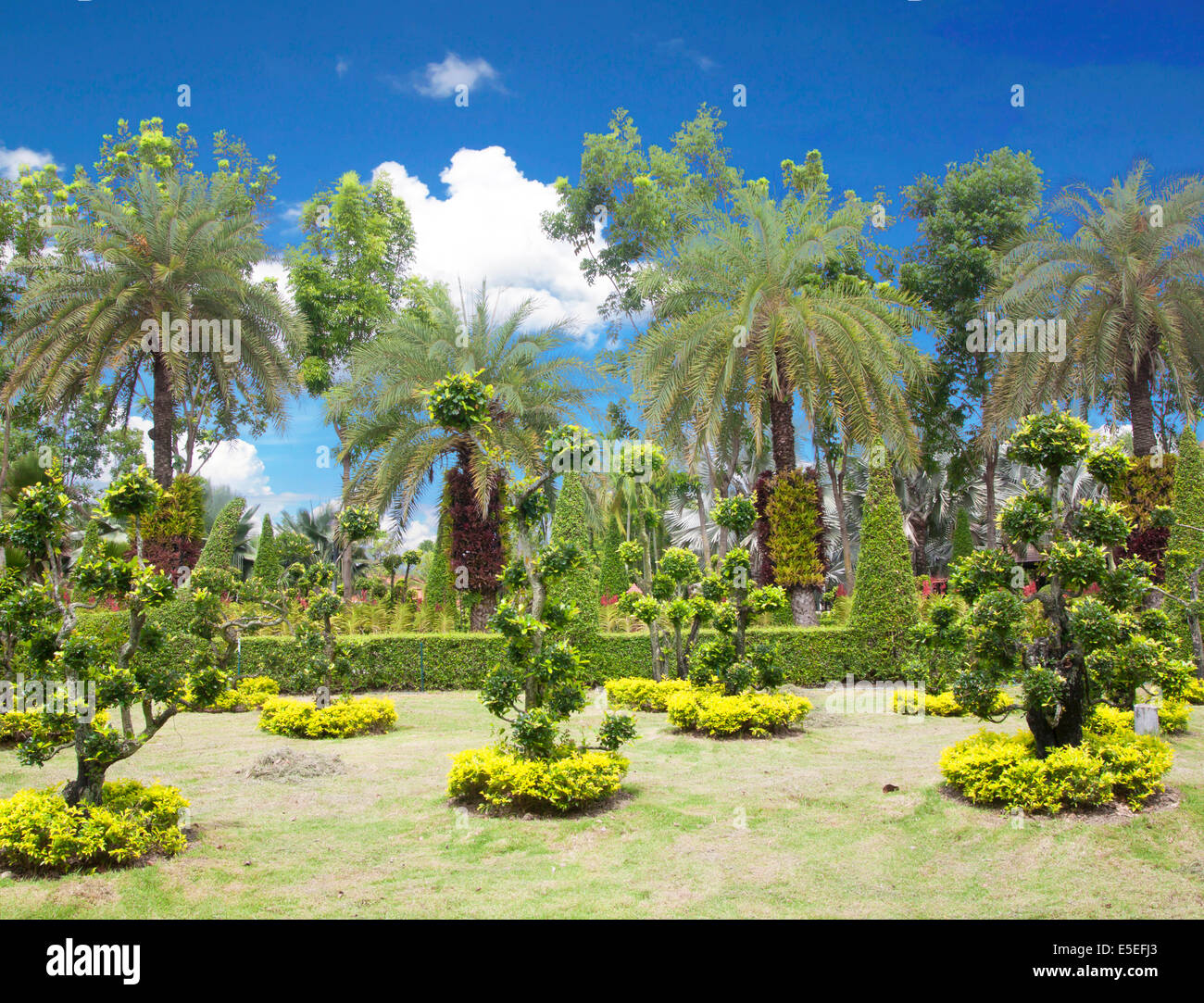 Bonsai naturale giardino con alberi rigogliosi parchi verdi. Foto Stock