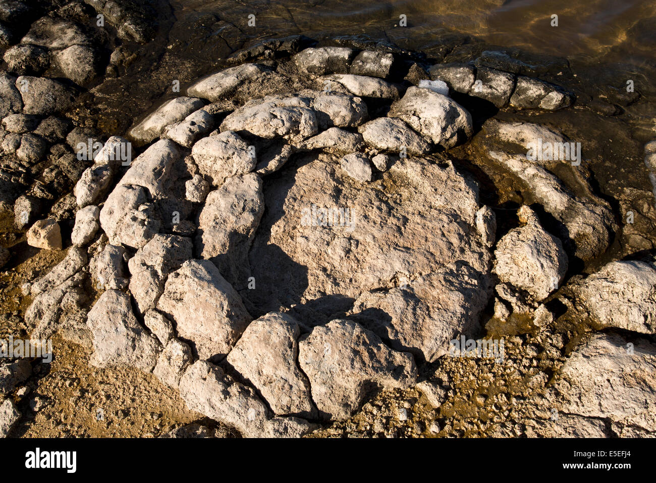 Stromatolites sono una delle più antiche forme di vita sulla terra, qui si vede nel lago Thetis in Australia Occidentale Foto Stock