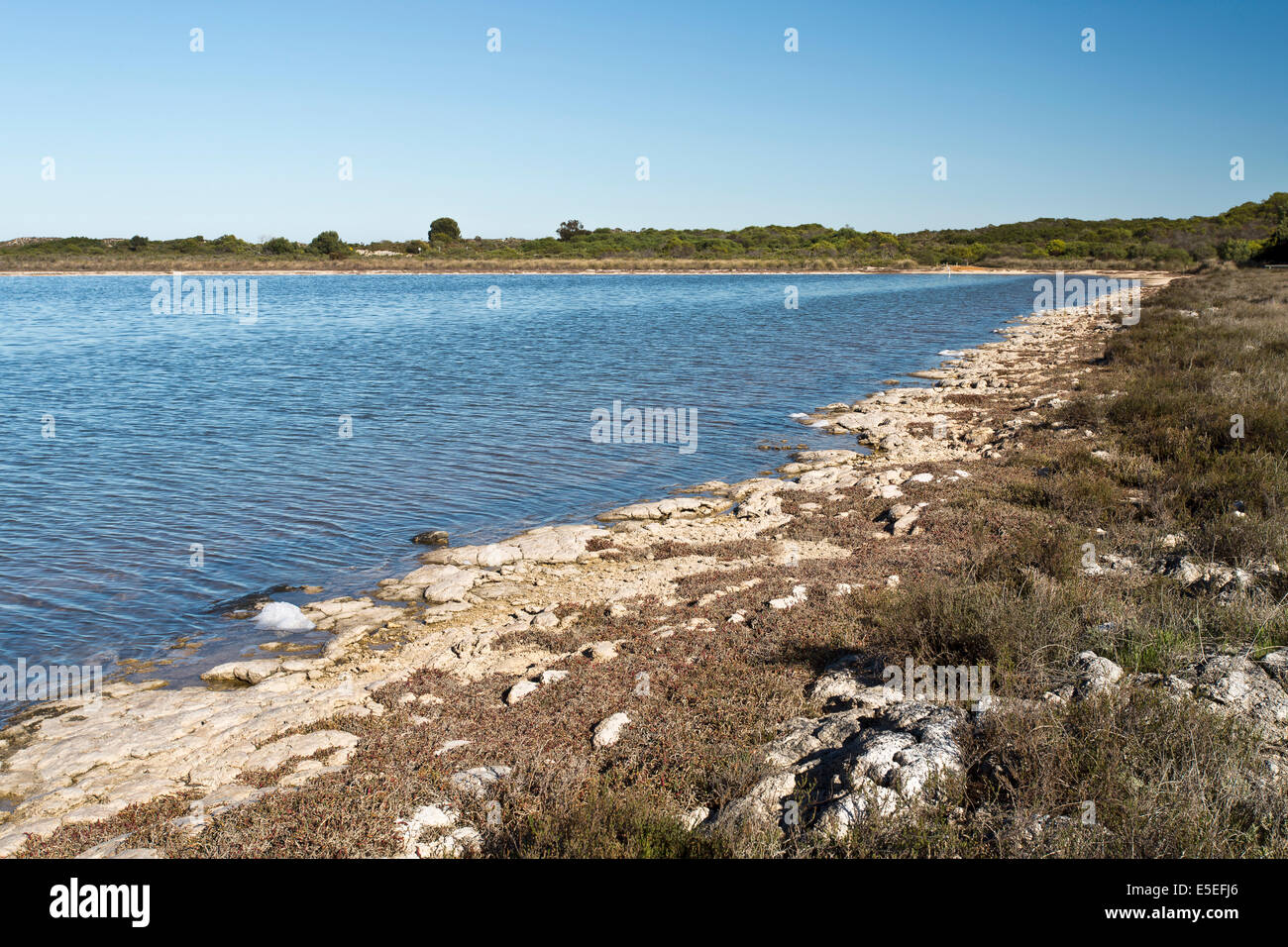 Stromatolites sono una delle più antiche forme di vita sulla terra, qui si vede nel lago Thetis in Australia Occidentale Foto Stock
