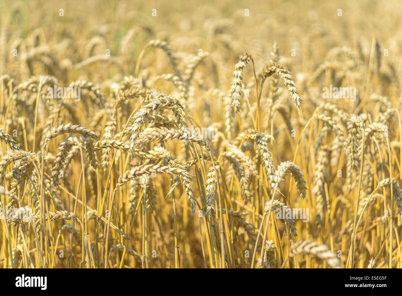 Grano maturo Tritticum aestivum Foto Stock
