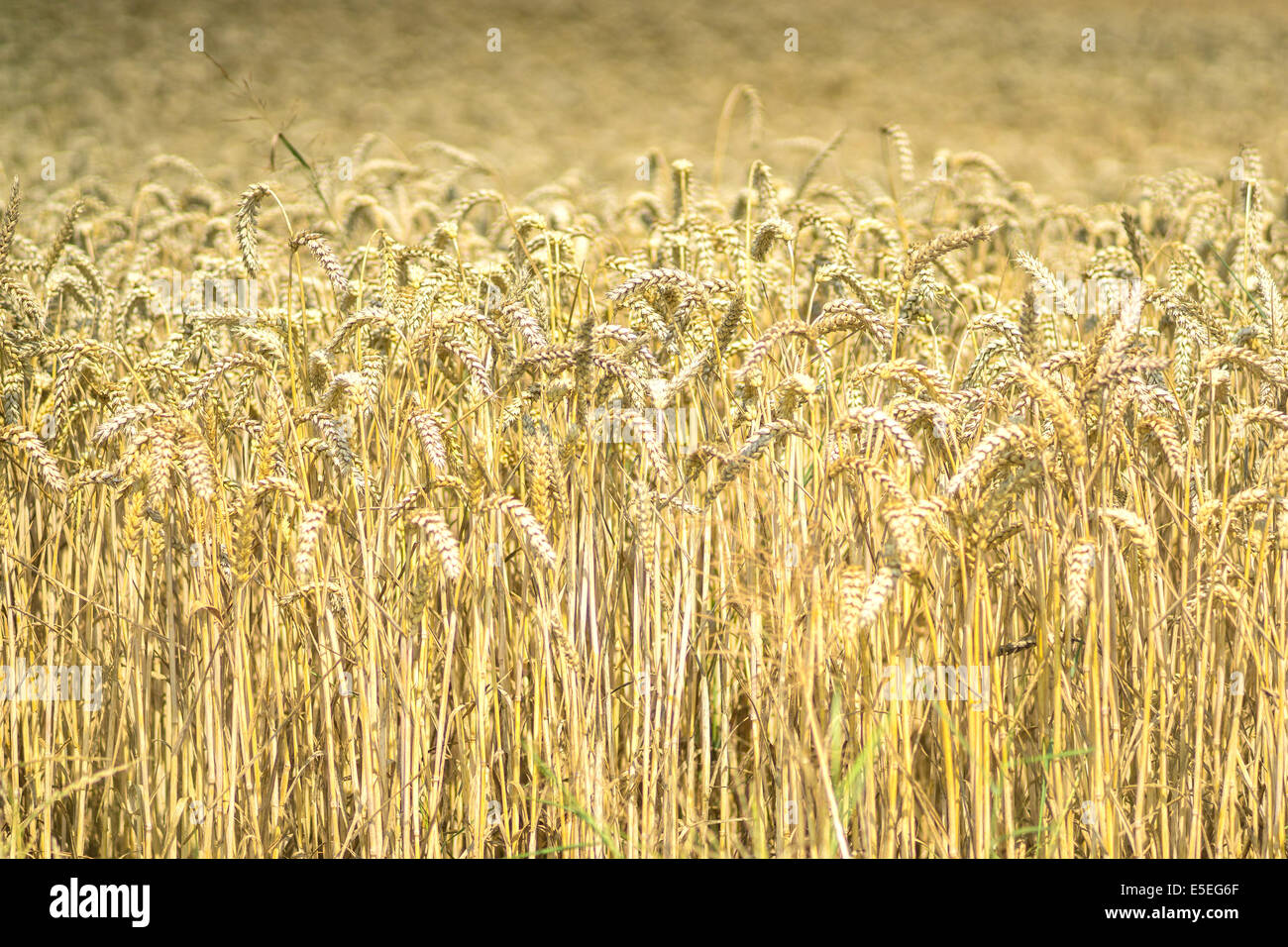 Grano maturo Tritticum aestivum Foto Stock