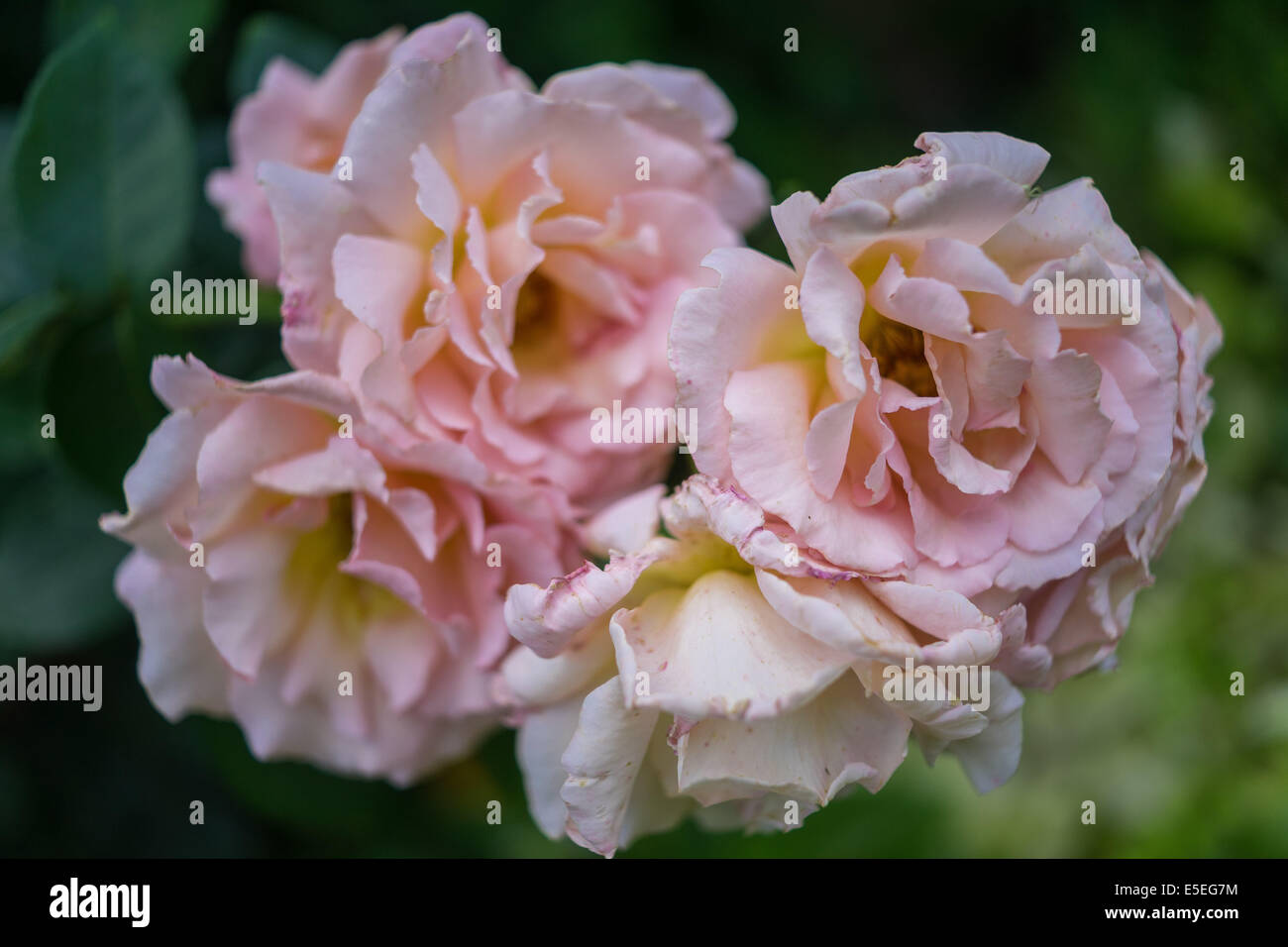 Quattro rose rosa Foto Stock