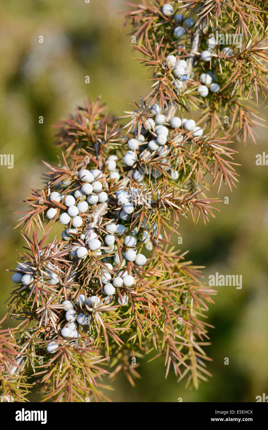 Comune di ginepro (Juniperus communis), Emsland, Bassa Sassonia, Germania Foto Stock