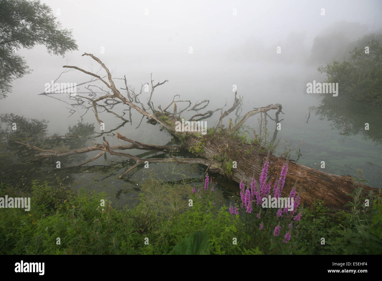 Francia, Haute Normandie, eure, Promenade autour des etangs de la communaute de Communes de pont audemer, plan d'eau, brume matinale, tronc d'arbre mort, Foto Stock