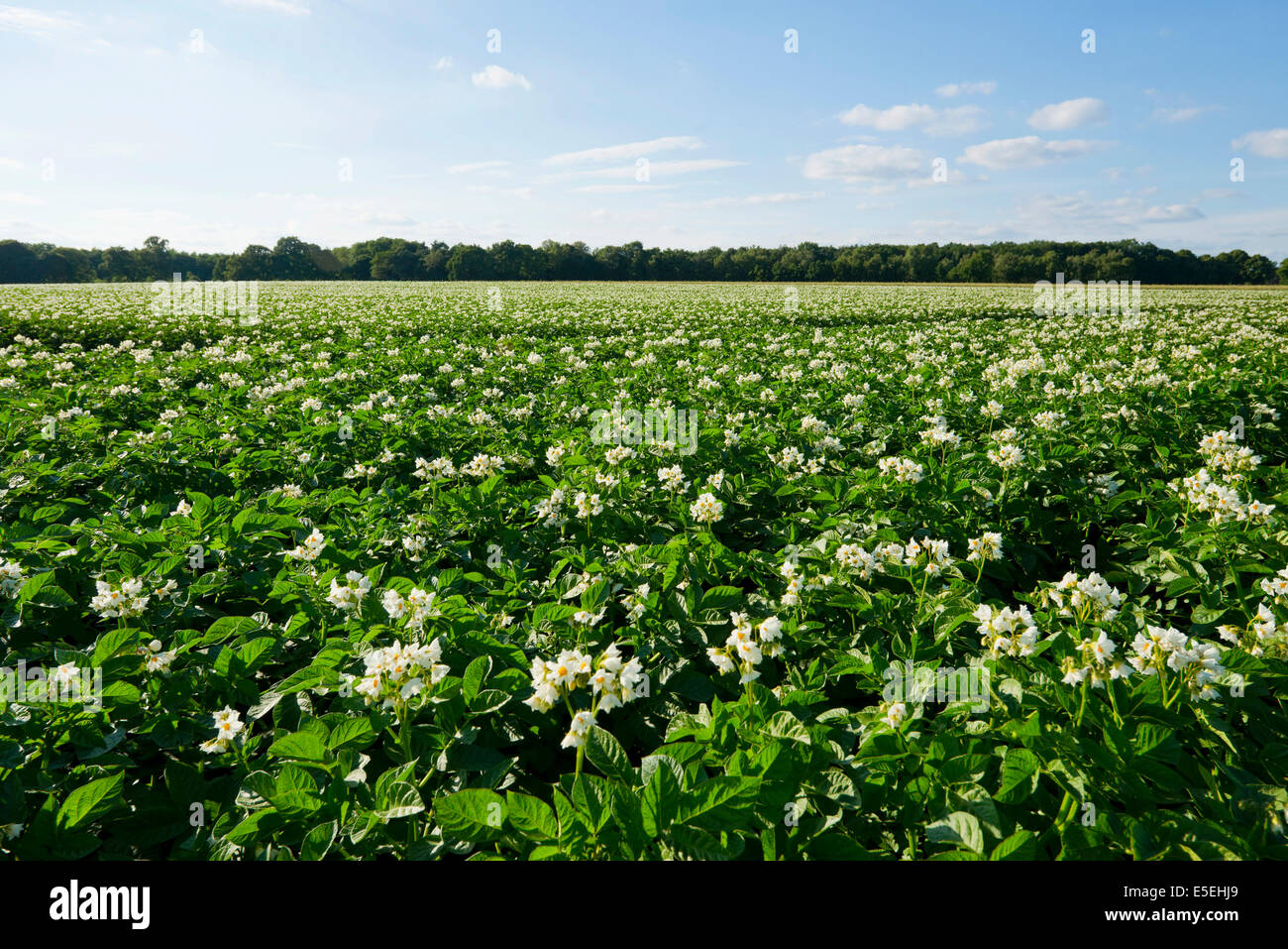 Campo con la fioritura delle piante di patata, Bassa Sassonia, Germania Foto Stock