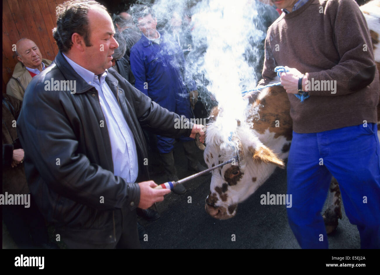 Francia, Normandie, eure, marais vernier, fete de l'etampage, marchese des vaches au fer, feu, chaque 1er mai Foto Stock