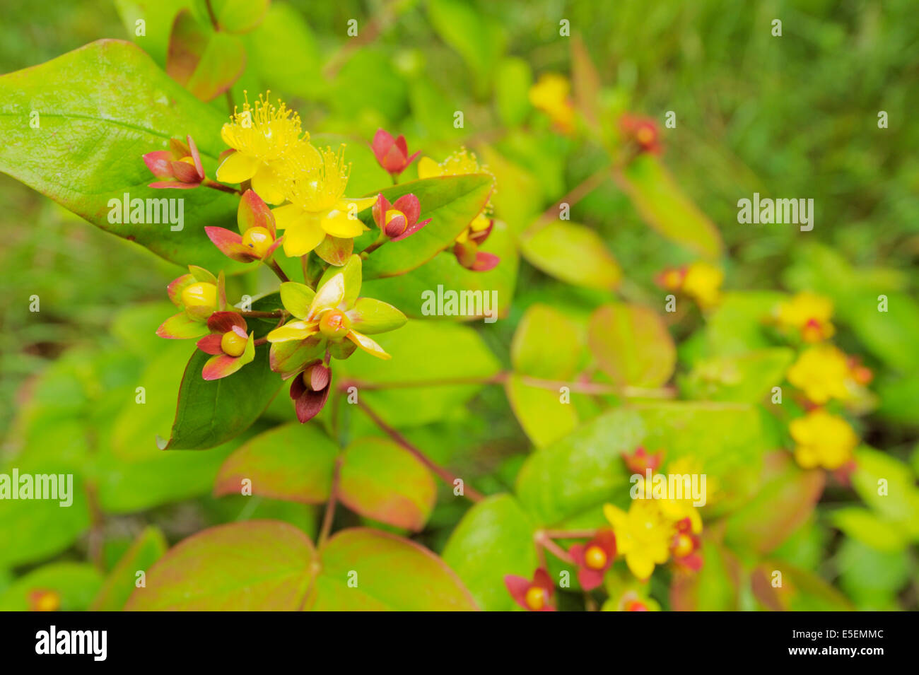 Hypericum androsaemum, Tutsan fiori, Wales, Regno Unito. Foto Stock