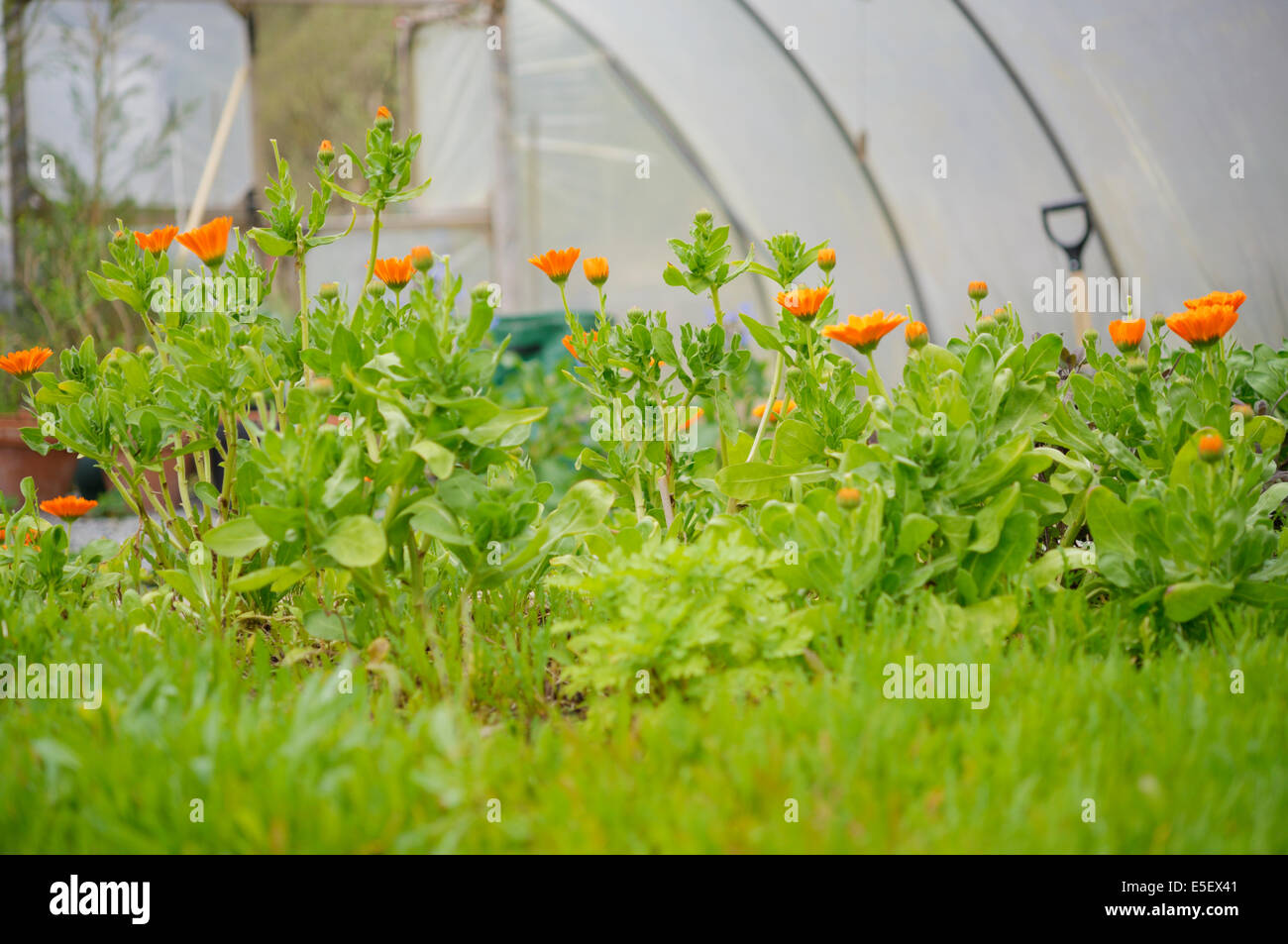 Calendula officinalis, calendula cresce in una polytunnel con Wild Rocket, Wales, Regno Unito. Foto Stock