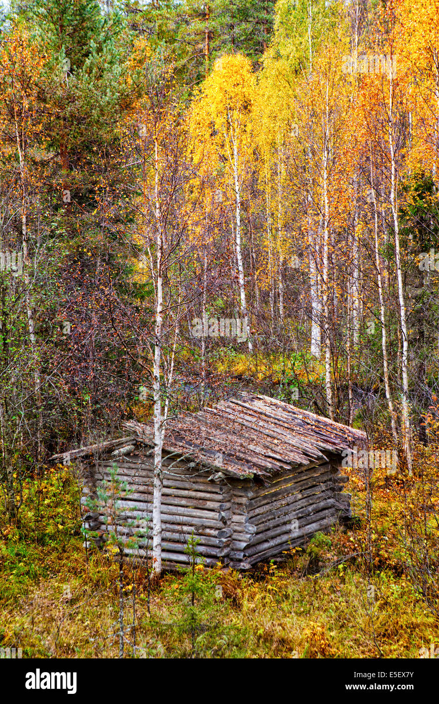 Una capanna in legno di betulla in autunno/caduta, Finlandia Foto Stock