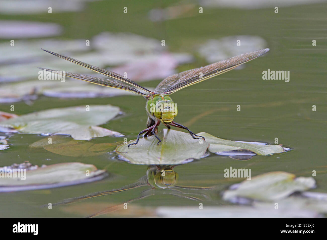 Femmina a forma di libellula imperatore deposizione delle uova Foto Stock