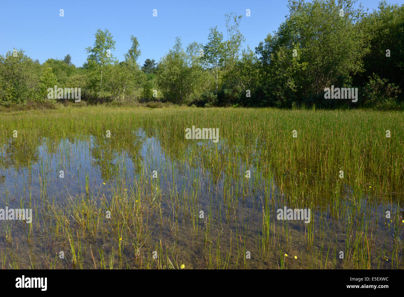 Classic brughiera piscina, perfetto per l'allevamento di libellule, Decoy Heath, Hampshire Foto Stock