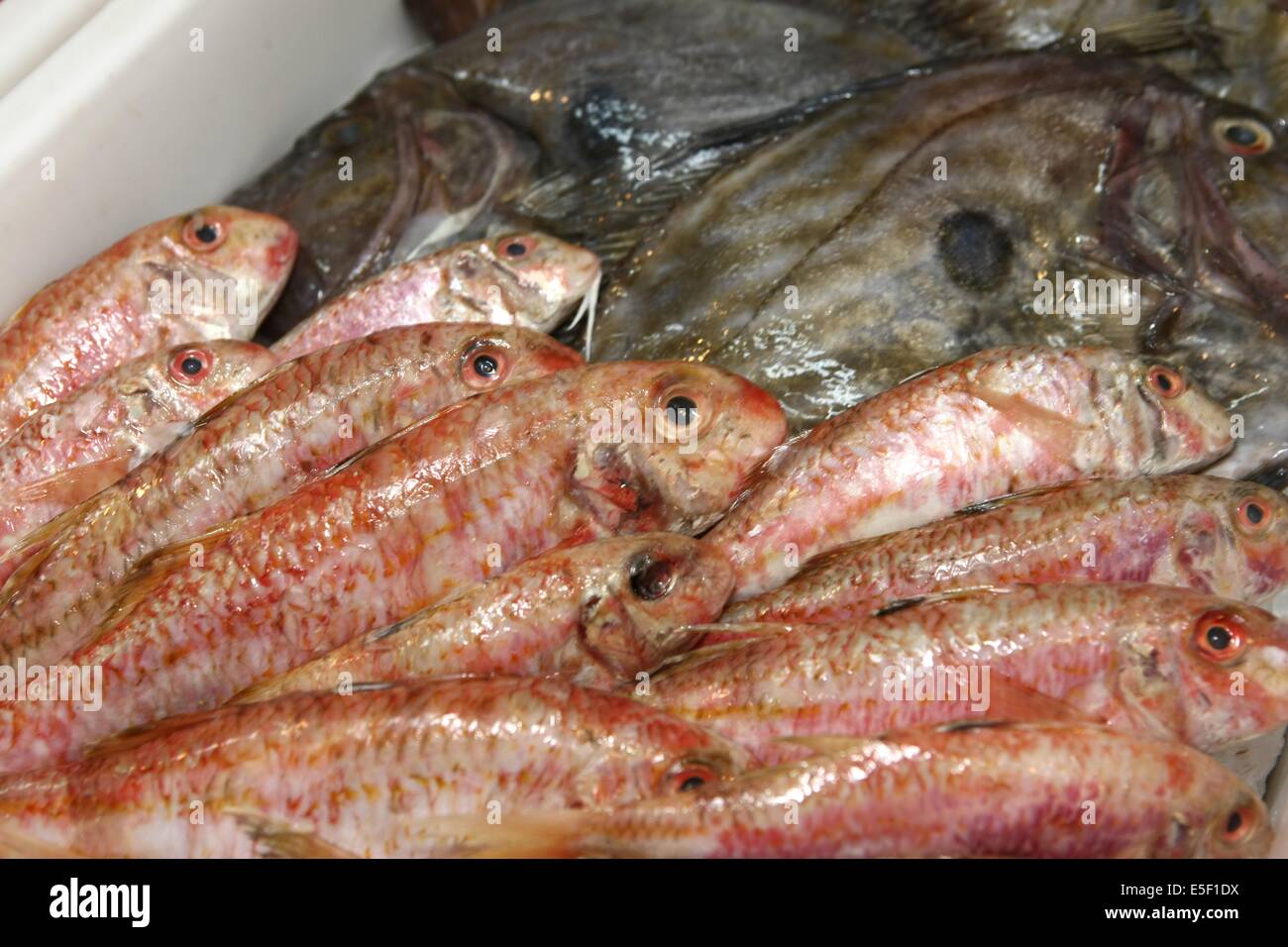 Francia, basse Normandie, manche, granville, poissonerie le petit mareyeur, famille billard, commercio, bassin, porto, bateaux, calutiers, produits de la mer, rougets, Foto Stock