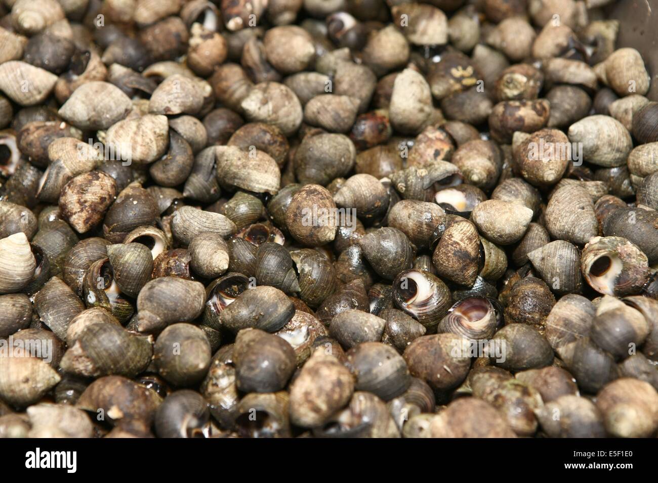 Francia, basse Normandie, manche, granville, poissonerie le petit mareyeur, famille billard, commercio, bassin, porto, bateaux, calutiers, produits de la mer, burlots, Foto Stock