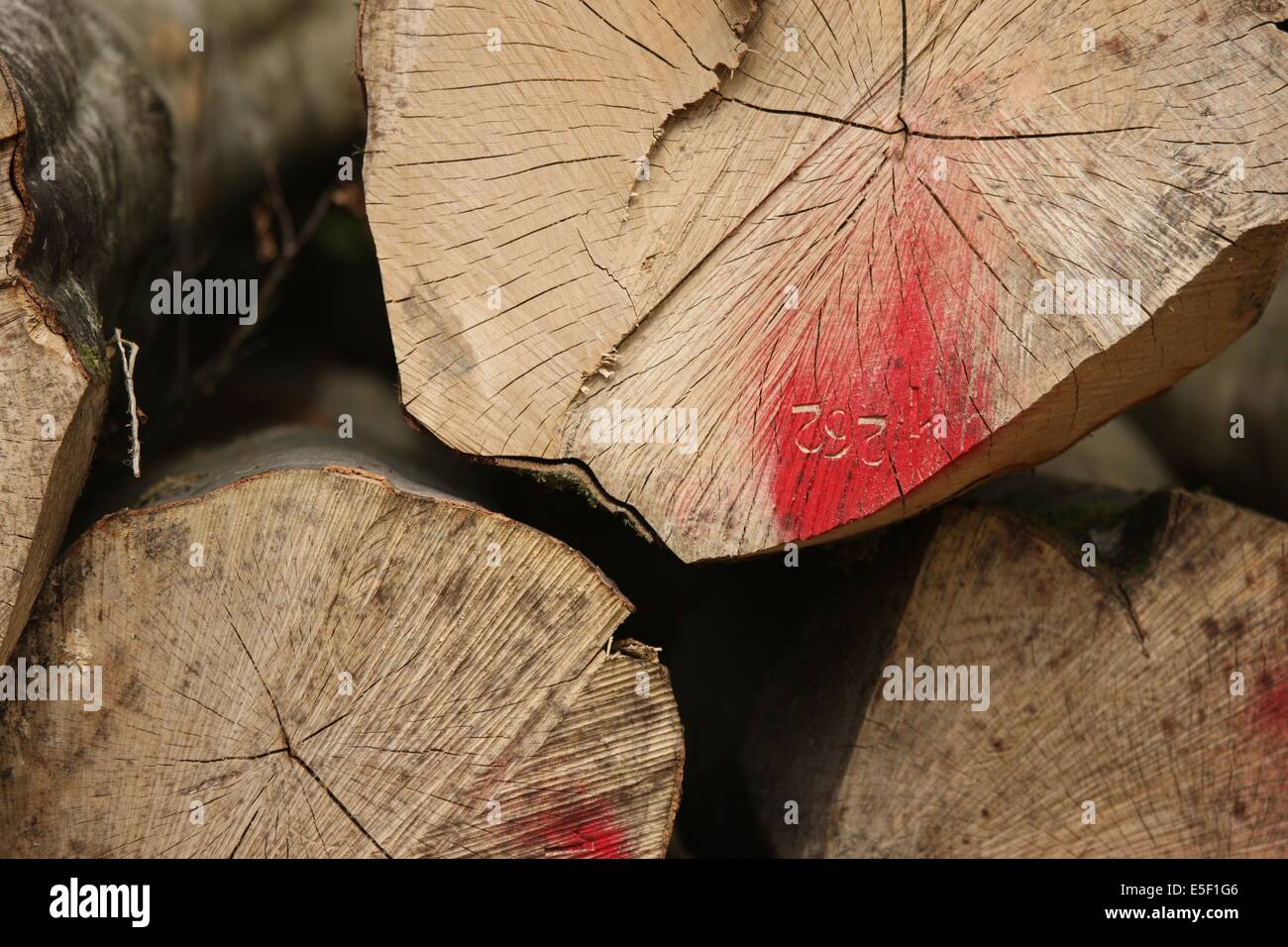 Francia, basse Normandie, manche, voyage dans les maisons de Pays du smvv, Pays saint lois, foret de cerisy, maison de la foret, Foto Stock