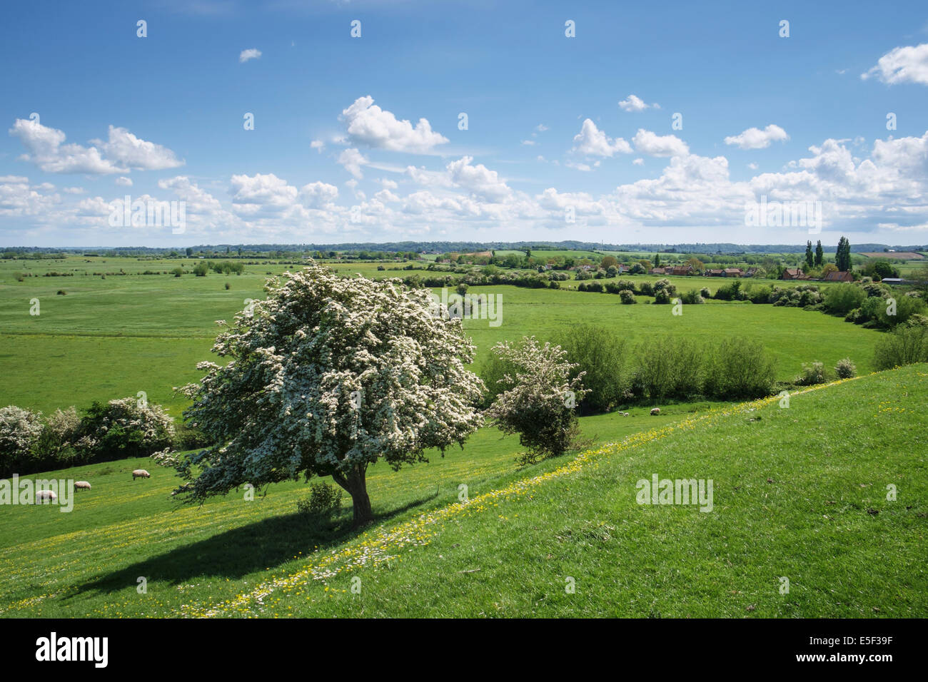 Inglese paesaggio di campagna del Somerset livelli, Somerset, Inghilterra, Regno Unito - vicino a villaggio Burrowbridge Foto Stock