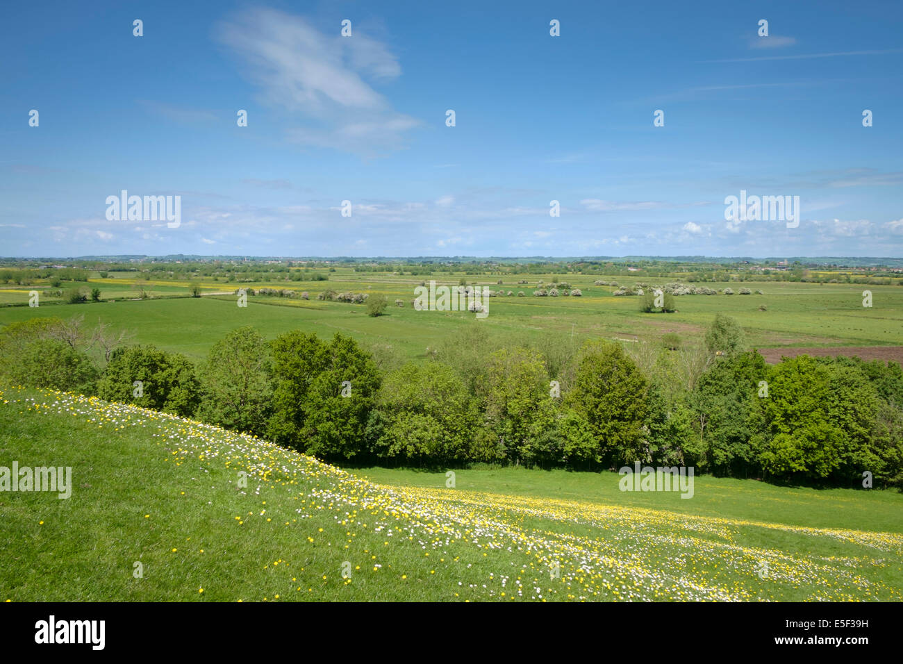 Somerset Regno Unito, il paesaggio dei livelli, Inghilterra - in primavera con tazze in un prato Foto Stock