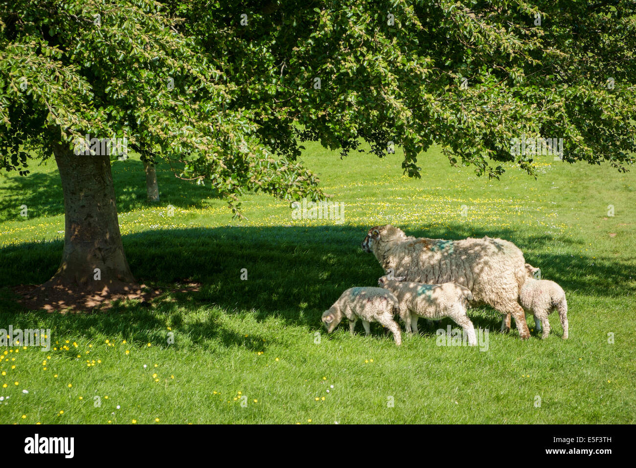 Le pecore e i suoi agnelli in un prato di primavera, England, Regno Unito Foto Stock