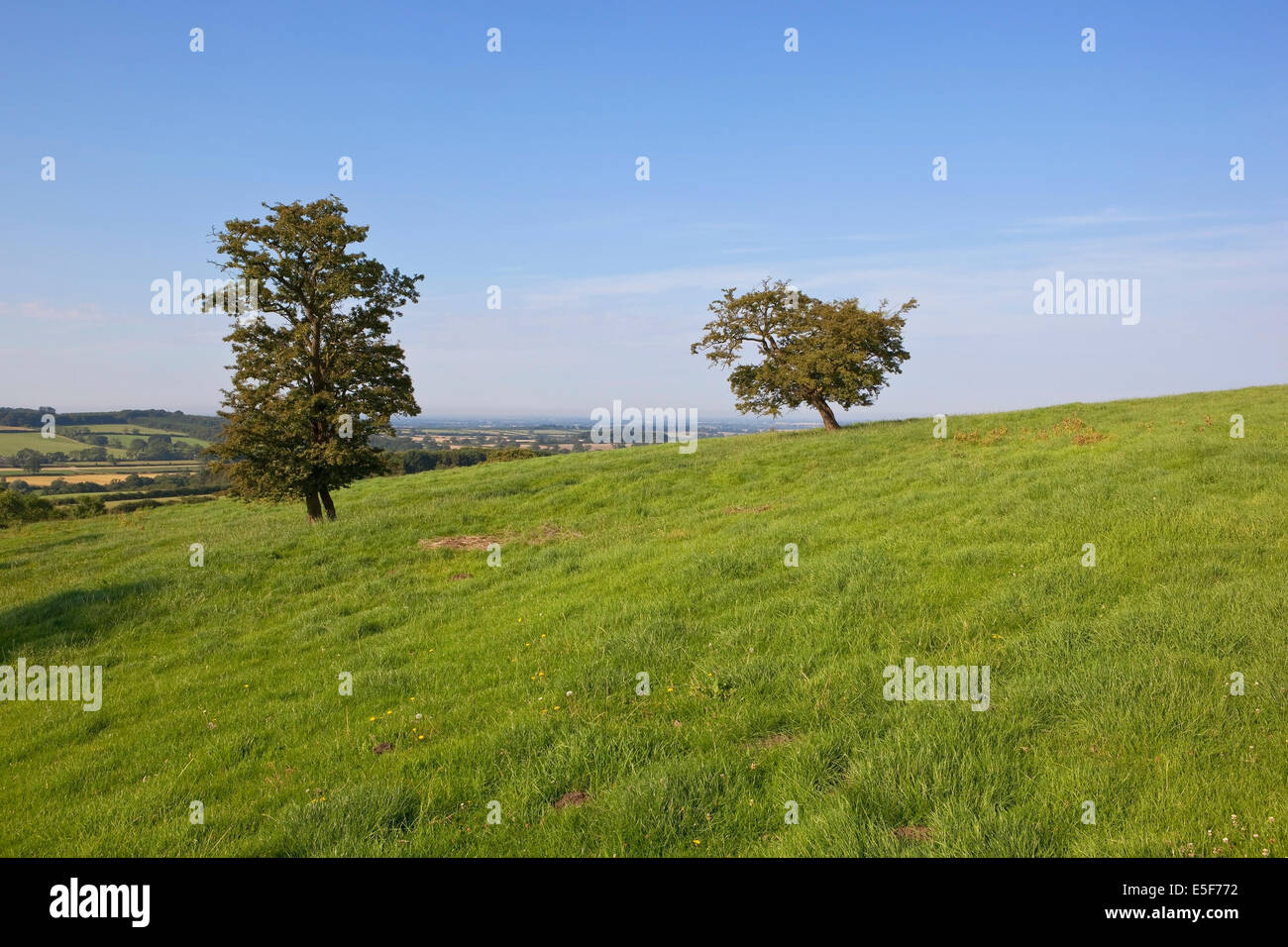 Cielo blu su un paesaggio estivo con due alberi di biancospino su un pendio erboso prato sul Yorkshire wolds. Foto Stock
