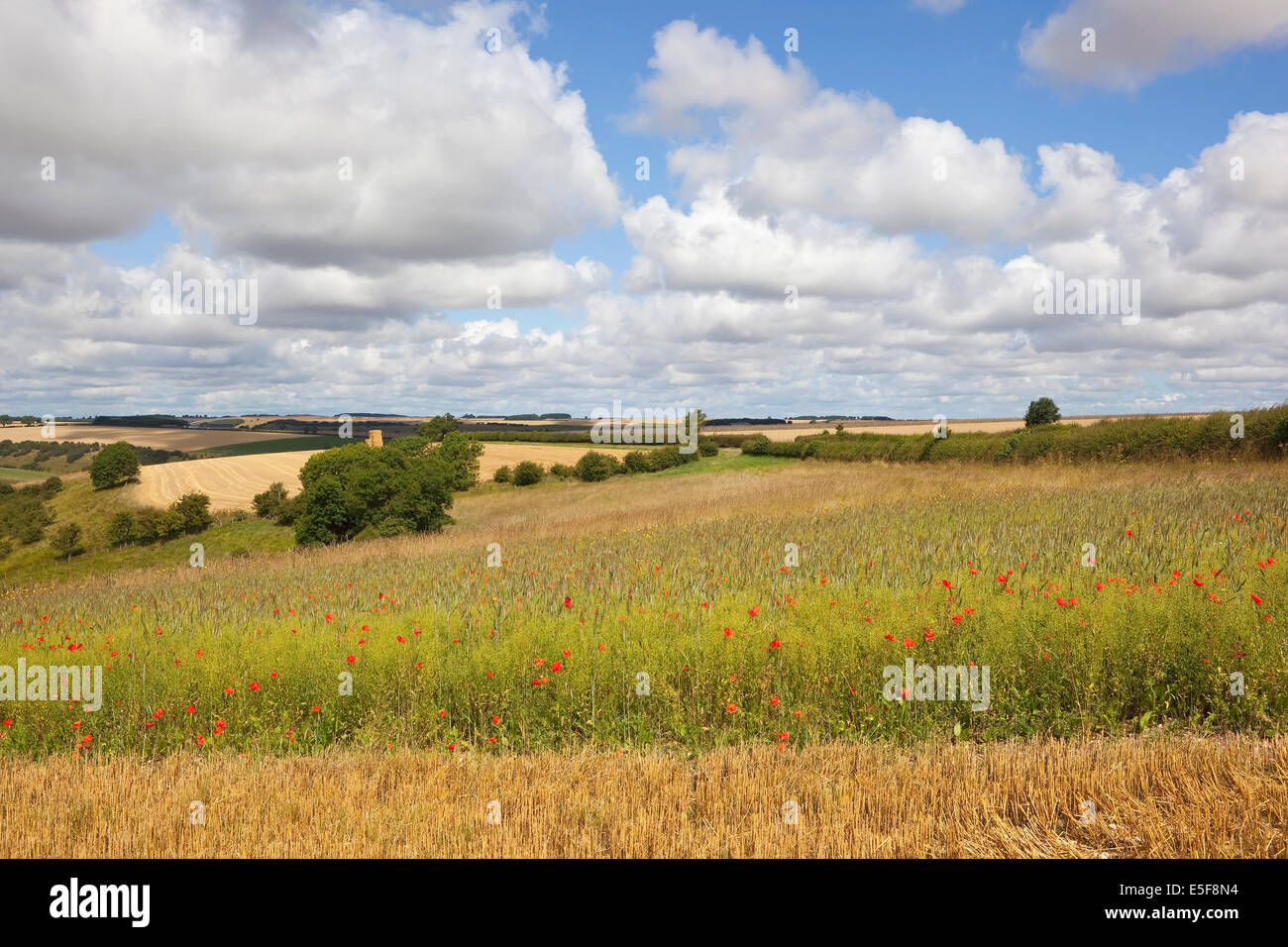 Cornfield annuale di fiori selvatici che crescono in patchwork paesaggio del Yorkshire wolds, in Inghilterra, sotto una torbida estate cielo. Foto Stock