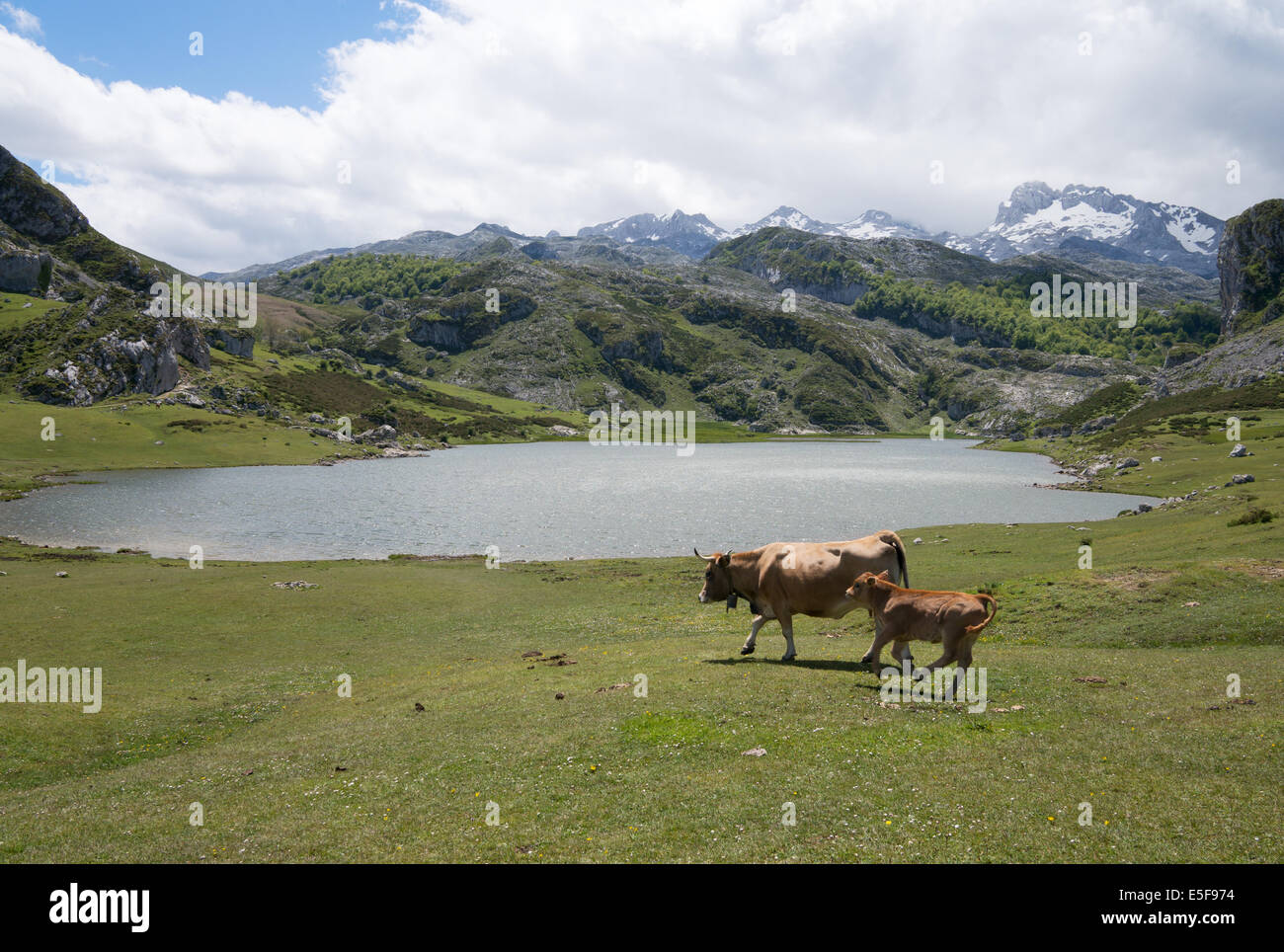 Mucca e vitello Lago Ercina, con cantabrici in background, Parco Nazionale Picos de Europa Asturias, Spagna, Europa Foto Stock