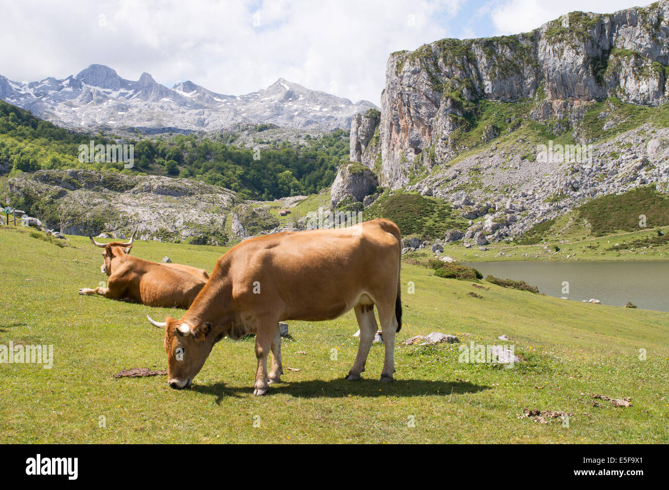 Il pascolo di bestiame nei pressi del Lago de la Ercina, Parco Nazionale Picos de Europa, Asturias, Spagna Europa Foto Stock