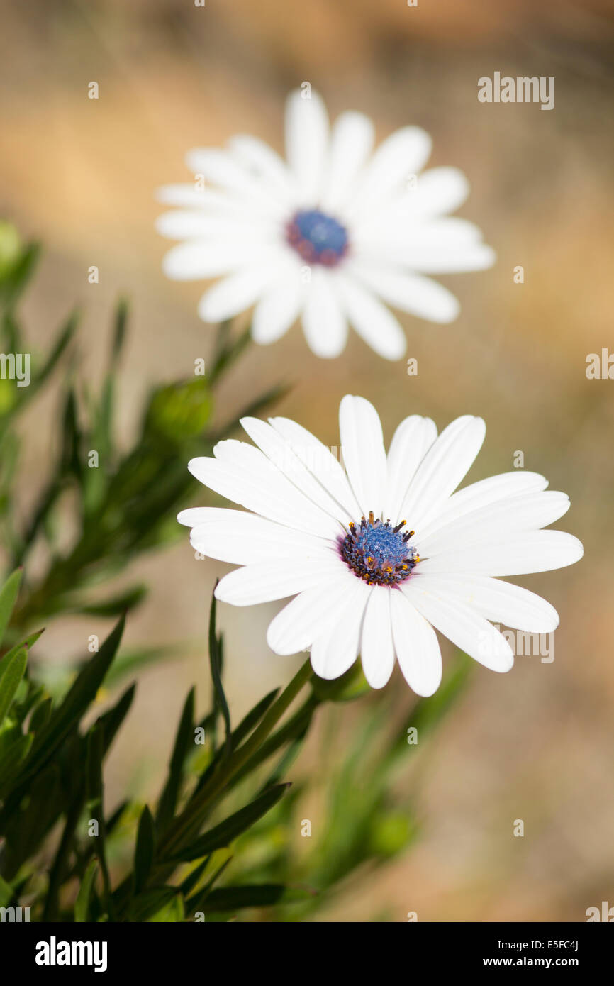 Blue Eyed Daisy bianca floral chiudere fino a Sud Africa Foto Stock