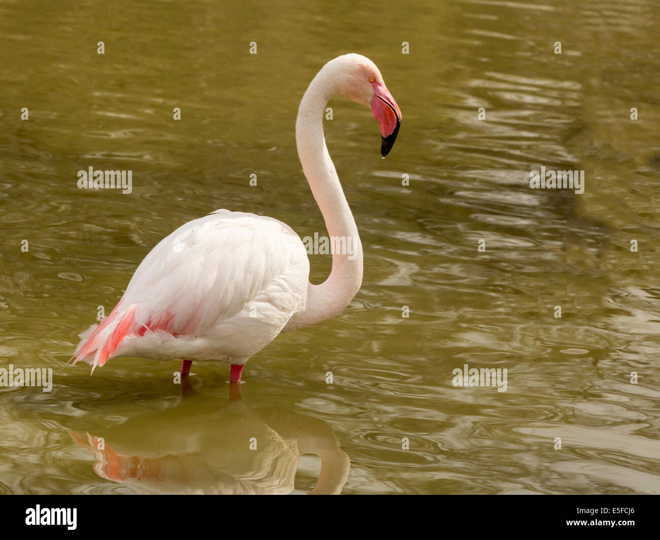 Fenicottero maggiore in piedi in acqua Foto Stock