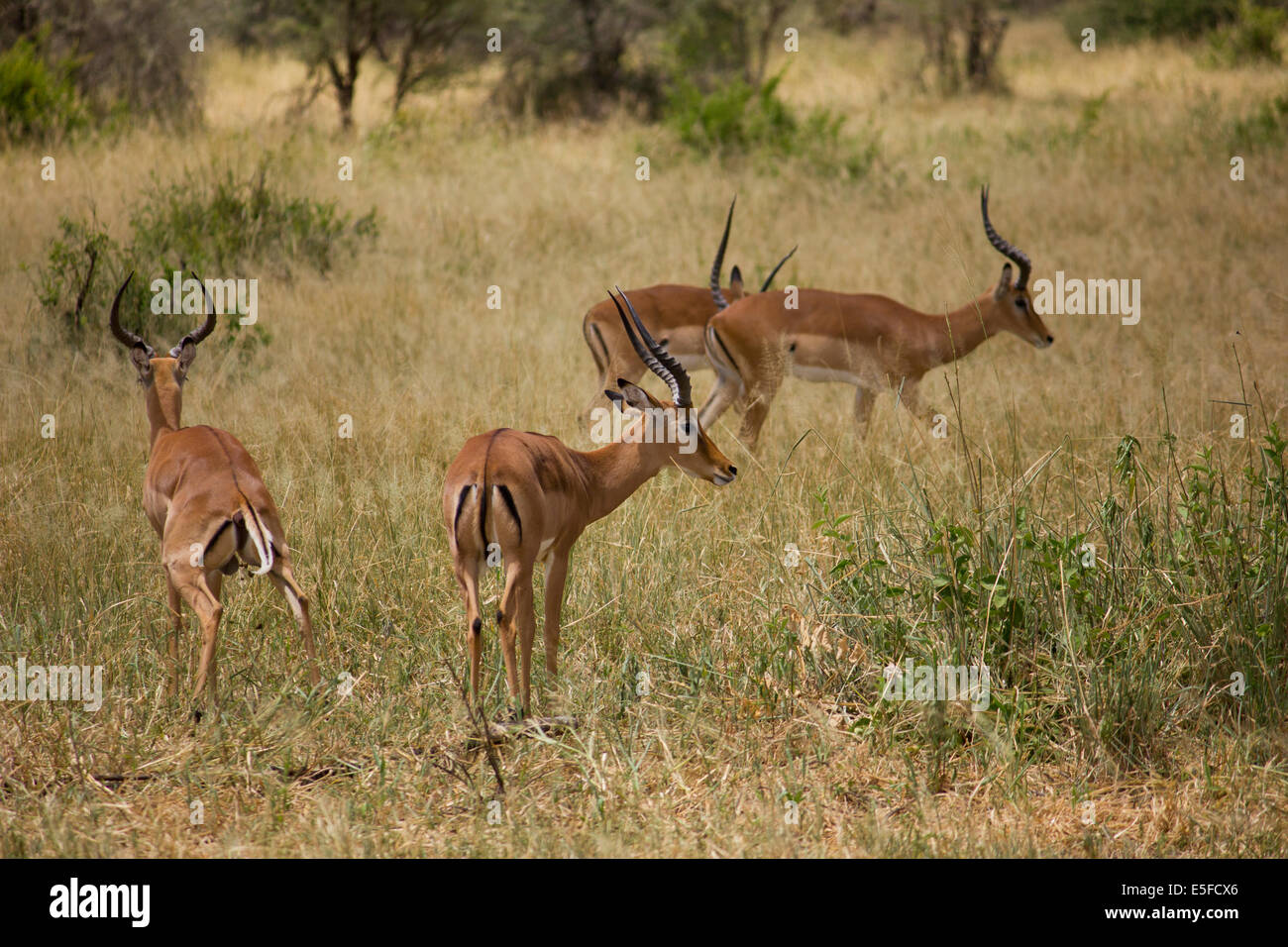 Impala Gruppo di antilopi Serengeti Tanzania Africa Foto Stock