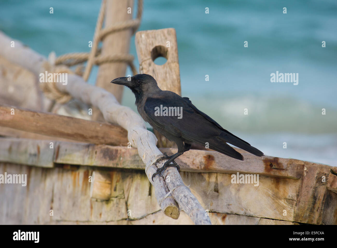 Corvo nero uccello appollaiato sulla barca da pesca Foto Stock