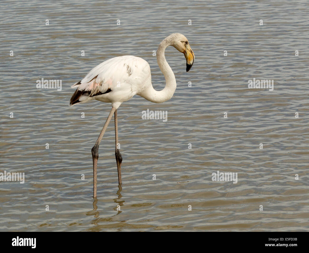 Bambino fenicottero maggiore in piedi in acqua Foto Stock