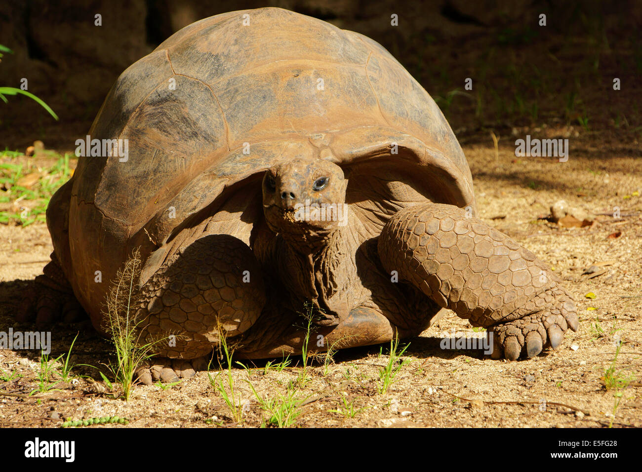 Tartaruga Aldabra a Chamarel, Geochelone gigantea (riclassificati come Dipsochelys dussumieri), Isola Maurizio Foto Stock