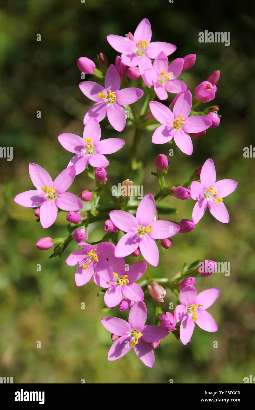 Common Centaury Centaurium erythraea Foto Stock