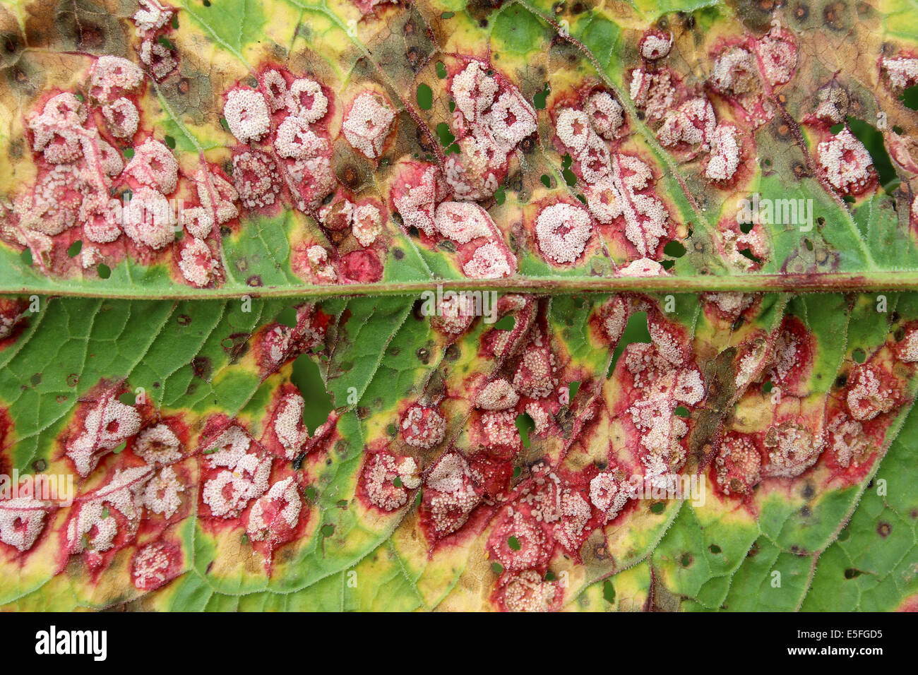 Dock ruggine Puccinia phragmitis su di latifoglie Dock Rumex obtusifolius lascia Foto Stock