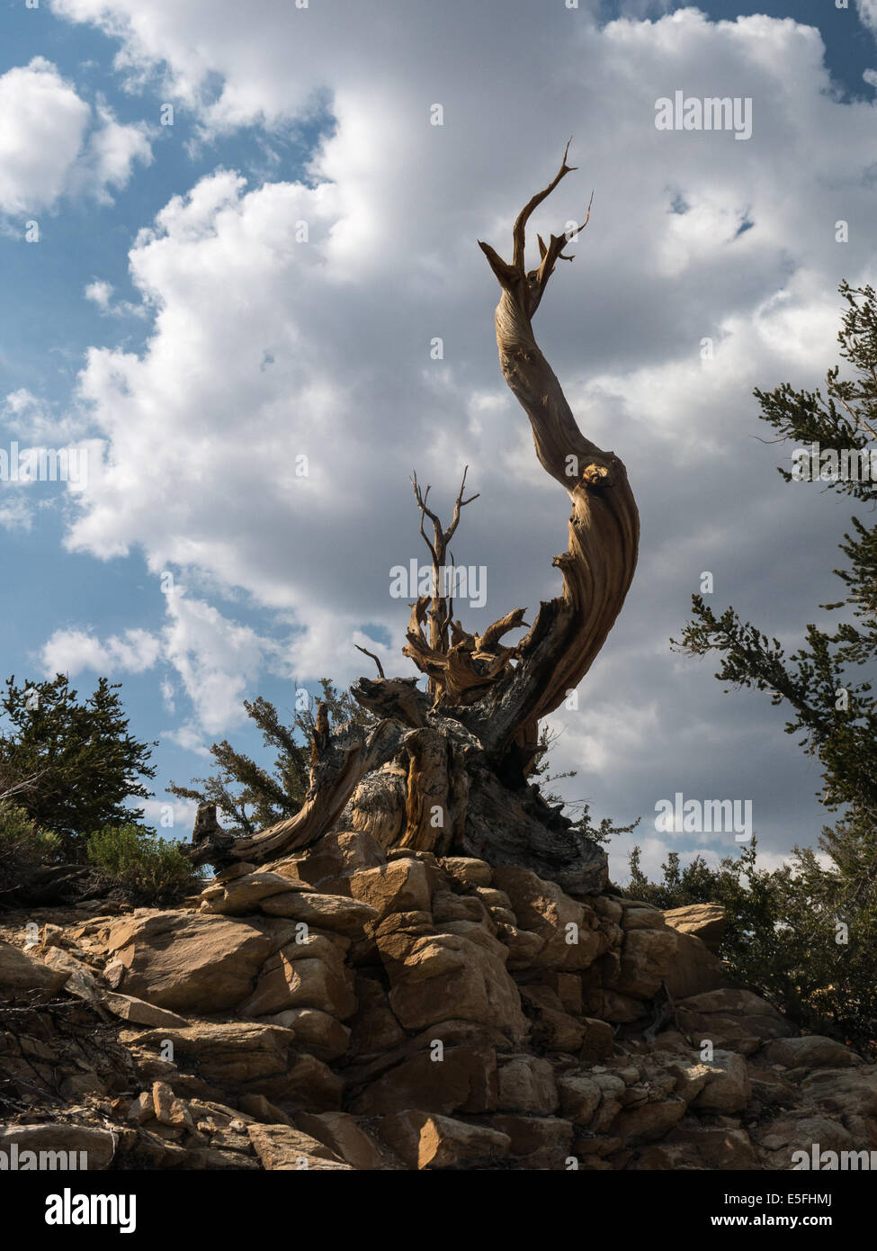 Bristlecone antica pineta (California) Foto Stock