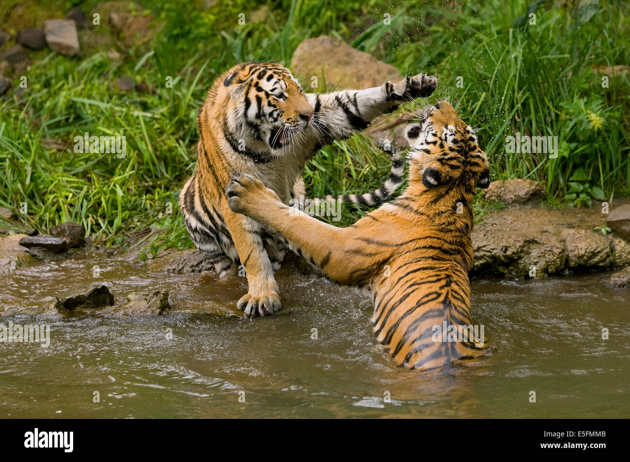 Tigre Siberiana (Panthera tigris altaica), giocando a combattere il novellame, captive, Bassa Sassonia, Germania Foto Stock