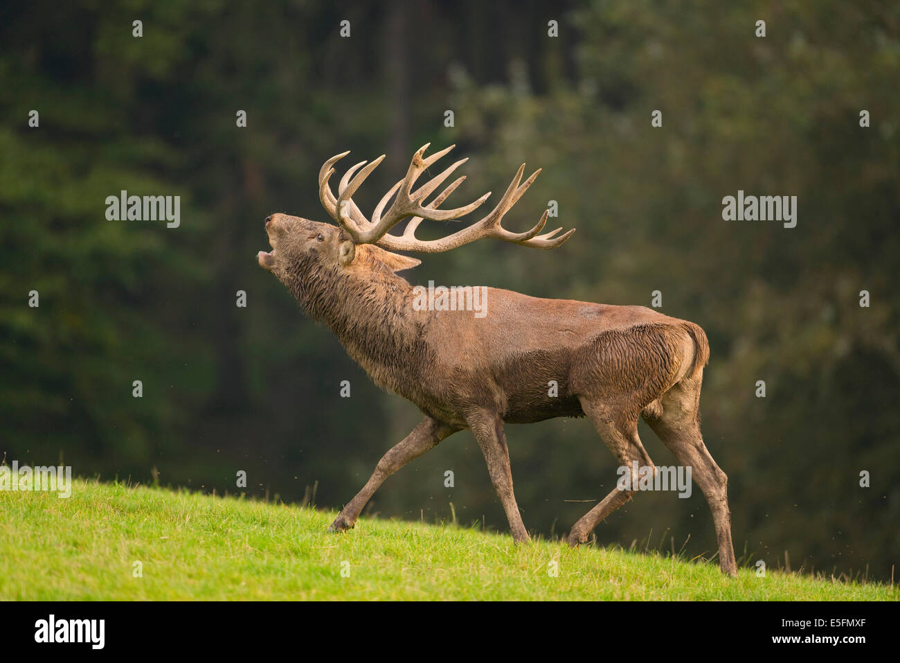 Il cervo (Cervus elaphus), rumoreggianti durante il solco, captive, Bassa Sassonia, Germania Foto Stock